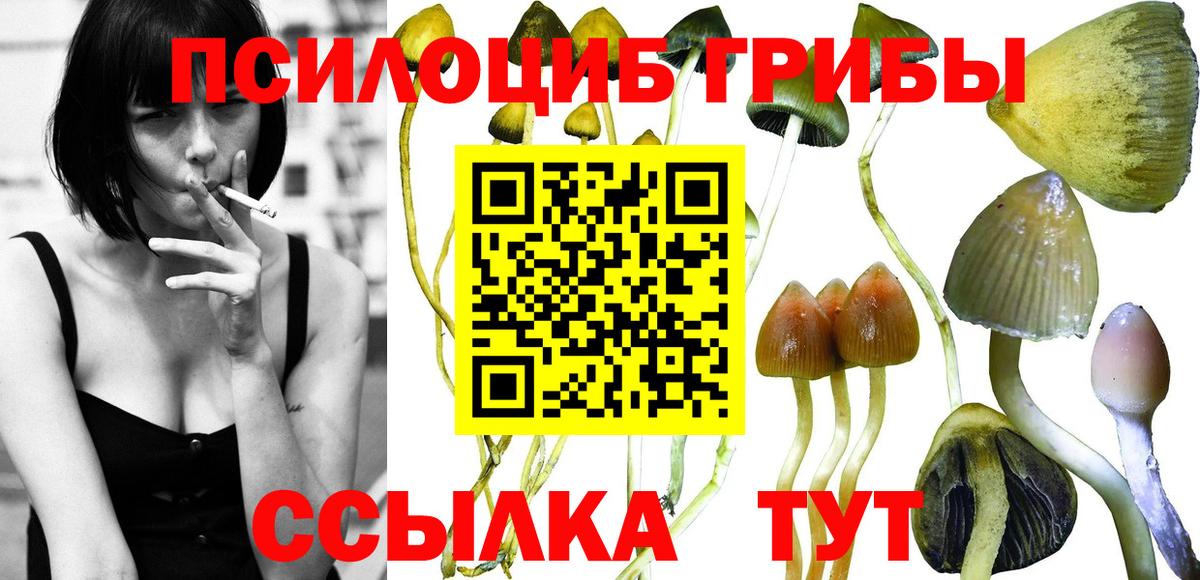 Псилоцибиновые грибы Psilocybe Лянтор
